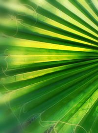 Full frame shot of green leaves