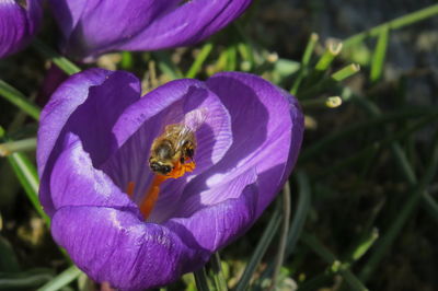 Close-up of bee pollinating on purple flower