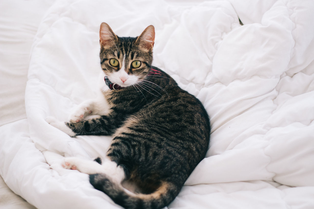 Cat on white background