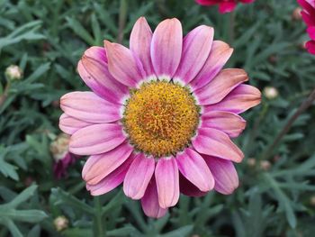 Close-up of pink flower