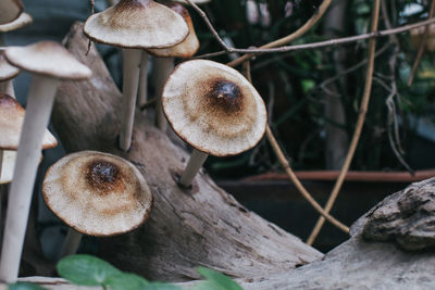 Close-up of mushroom growing in forest