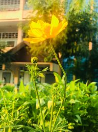 Close-up of yellow flowers blooming outdoors