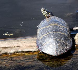 High angle view of a turtle in the water