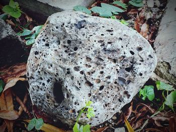 Close-up of mushroom growing on field