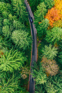 Topdown aerial photo of car on road winding through forest in colorful fall foliage, austria.