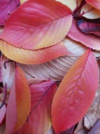 Full frame shot of pink leaves