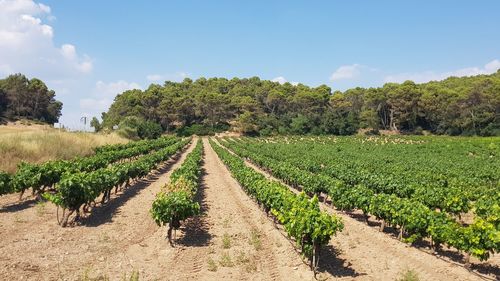 Scenic view of agricultural field against sky