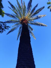 Low angle view of palm tree against clear blue sky