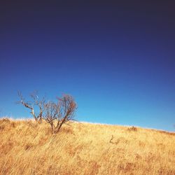 Trees on landscape against blue sky