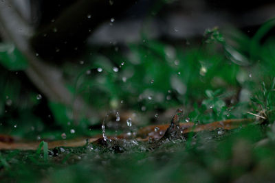 Close-up of raindrops on wet land