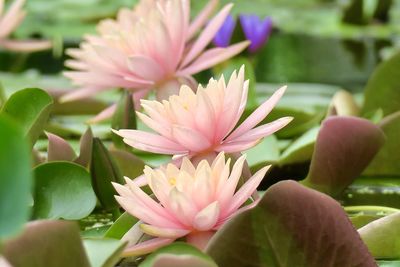 Close-up of pink lotus water lily in pond