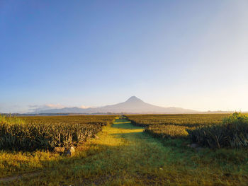 Scenic view of agricultural field against clear sky