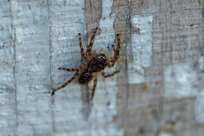 Close-up of spider on wood