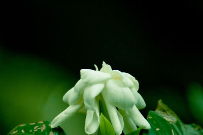 Close-up of flower blooming outdoors