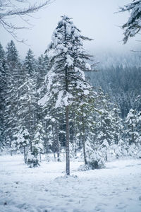 Snow covered pine trees in forest