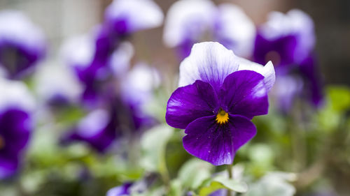 Close-up of purple flowering plant