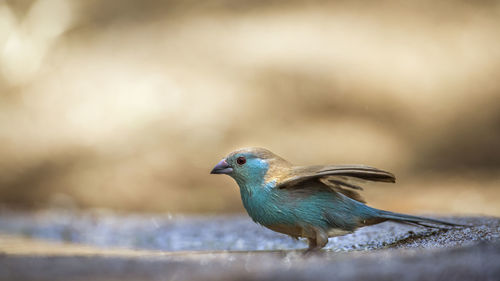 Close-up of a bird