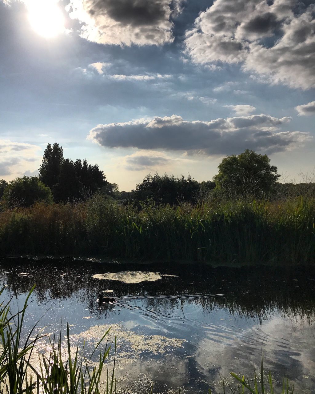 water, plant, tree, sky, reflection, tranquility, beauty in nature, cloud - sky, lake, tranquil scene, scenics - nature, no people, growth, nature, day, non-urban scene, outdoors, grass, idyllic