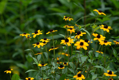 Close-up of yellow flowering plants on field