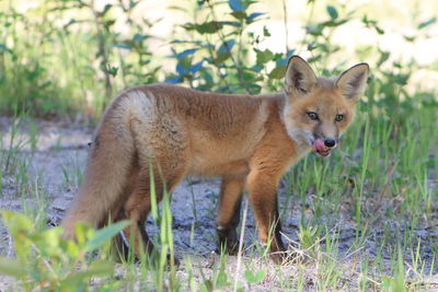 Fox on grass