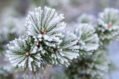 Close-up of snow covered pine tree