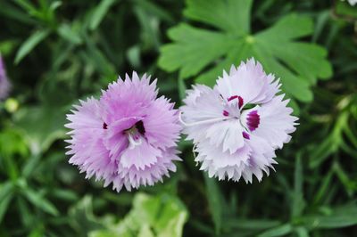Close-up of dianthus flowers growing outdoors