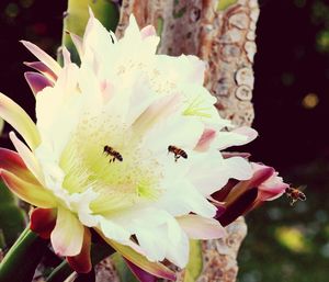 Close-up of pink flower blooming outdoors