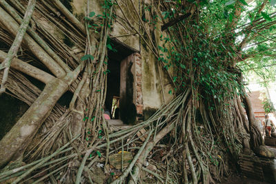 Low angle view of palm trees and building