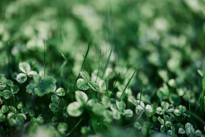 Close-up of white flowering plants on field