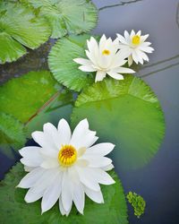 Close-up of white water lily on leaves