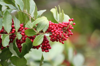 Close-up of berries growing on tree