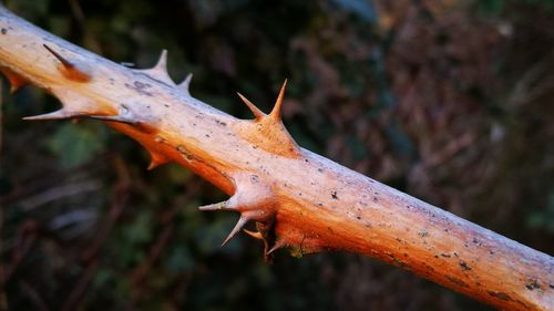 Close-up of a lizard