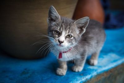 Portrait of kitten on retaining wall