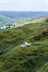 View of a sheep and a lamb on landscape