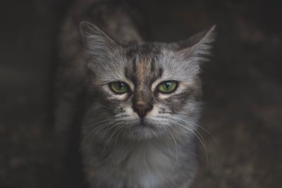 Close-up portrait of cat standing on field