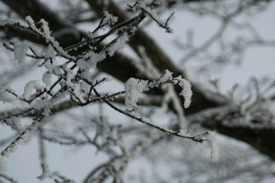 Close-up of frozen plant during winter