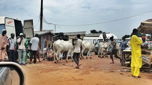 Men and cows on dirt road against sky