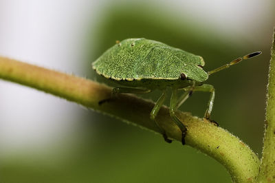 Close-up of frog on leaf