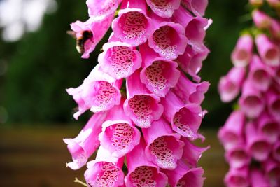 Close-up of pink rose flower