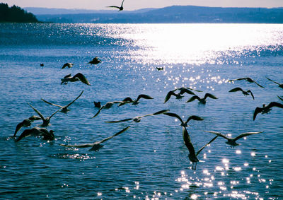 Birds flying over sea against sky