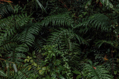 Close-up of fern in forest