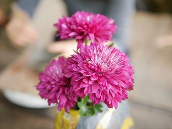 Close-up of pink flowers blooming outdoors