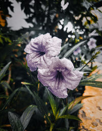 Close-up of purple flowering plant