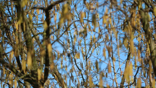 Low angle view of trees against sky