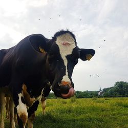 High angle view of cow on field against sky