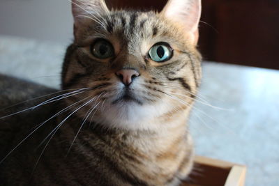 Close-up portrait of cat