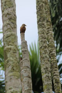 Low angle view of bird perching on tree trunk