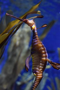 Close-up of a horse