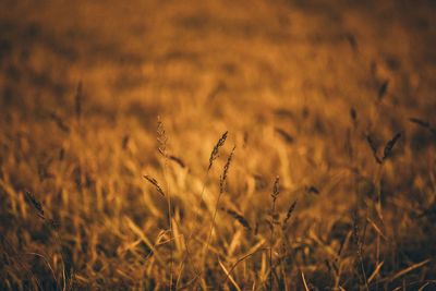 Close-up of plants growing on field