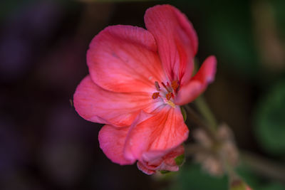 Close-up of hibiscus blooming outdoors